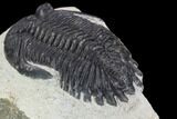 Bargain, Hollardops Trilobite - Visible Eye Facets #92069-3